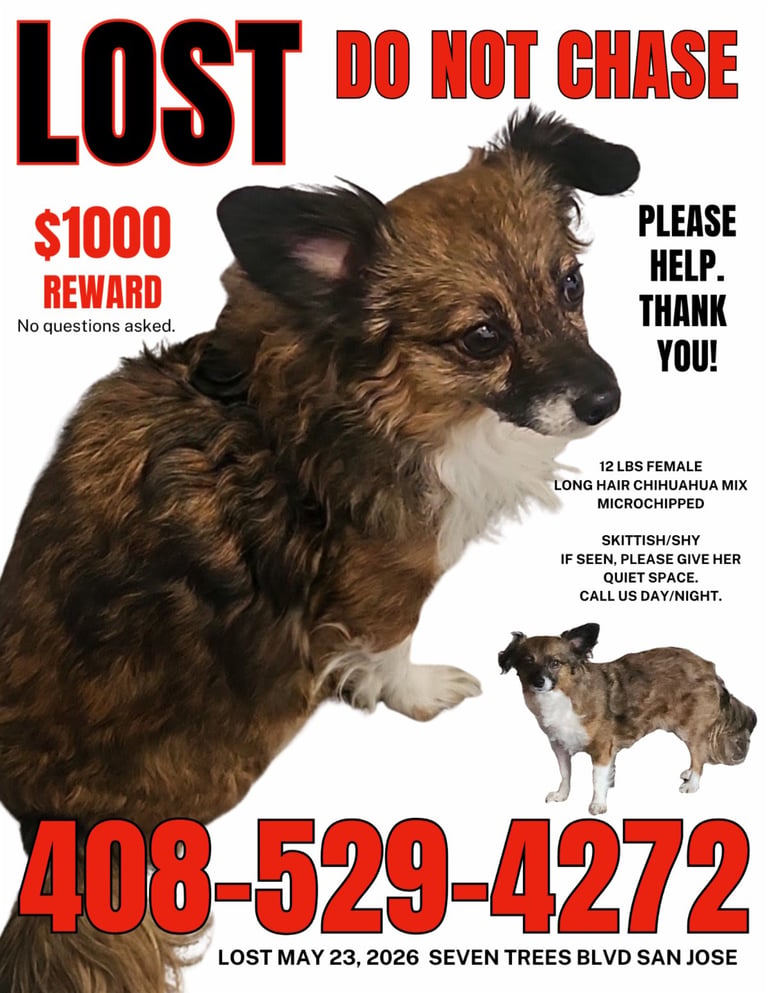 Lost dog poster for 12 lb female long-haired Chihuahua mix with tan and brown fur, $1000 reward, contact 408-529-4272